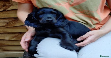 Cocker Spaniel dogs - Advert 11