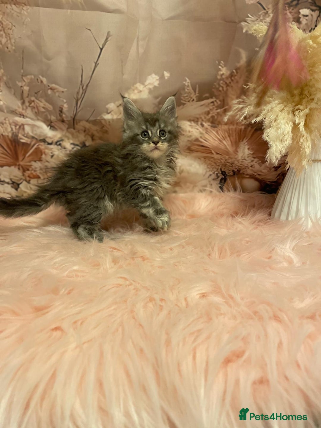 Maine Coon cats for sale: Maine Coon polydactyl (left two girls) - Advert 23