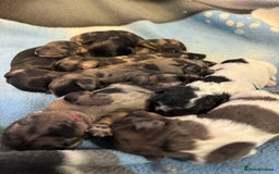 Mixed Breed dogs for sale: 8 UNIQUE Spaniel x Poodle Puppies - Image 27
