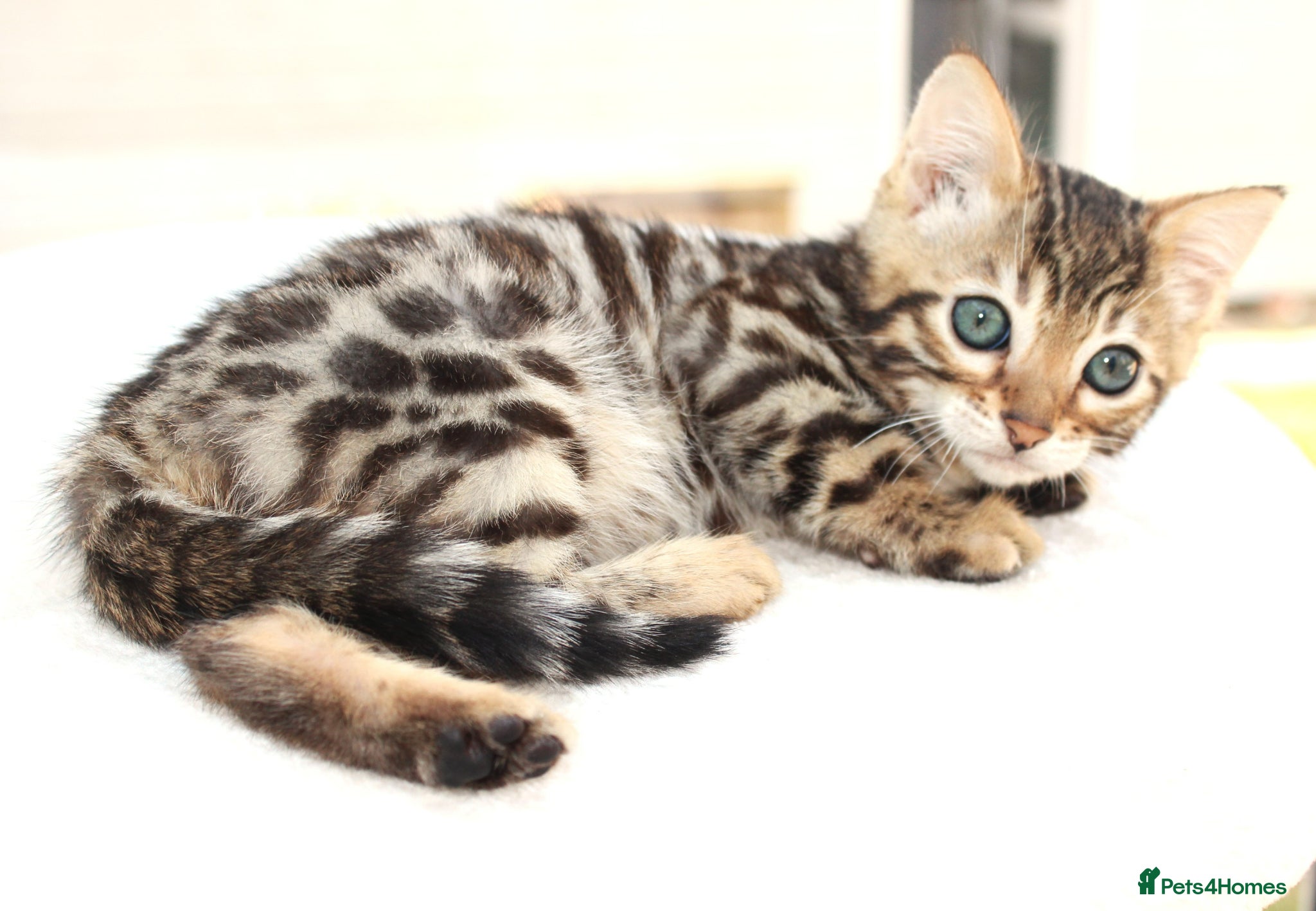 Bengal cats CUTE BENGAL FEMALE (TICA REG) - Advert 2