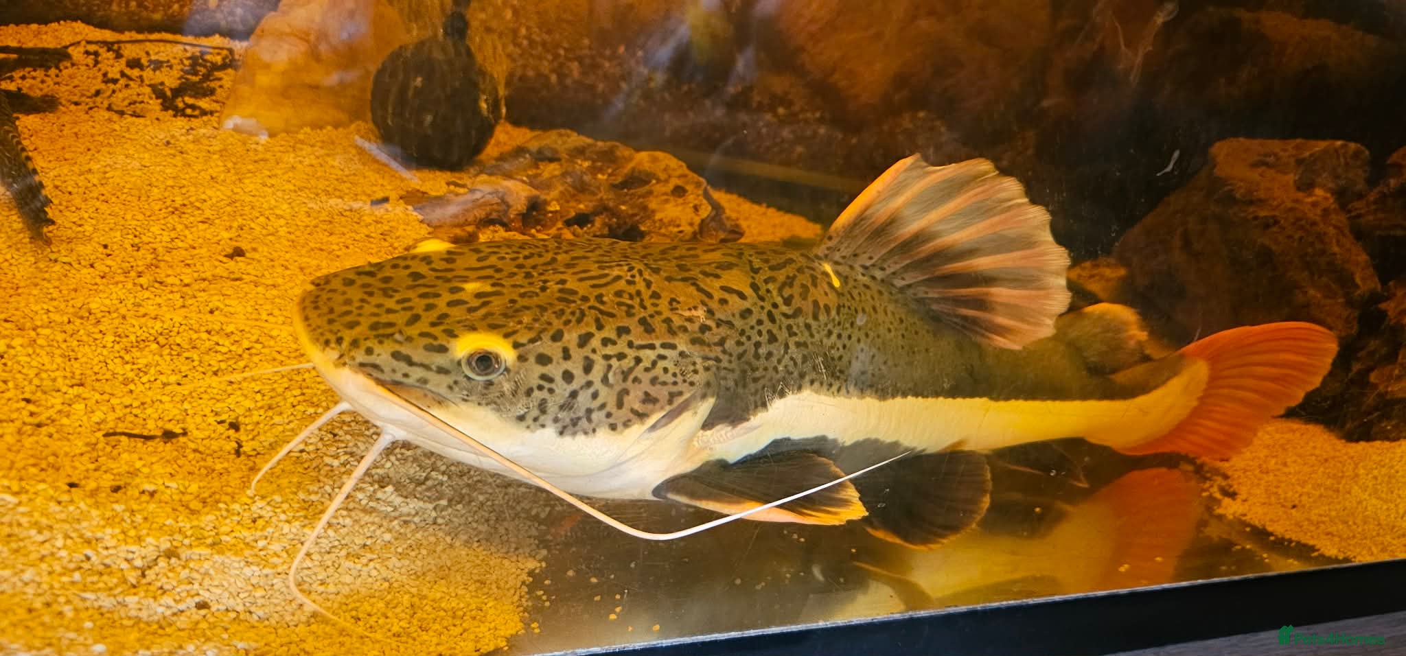 Catfish fish for sale: Red catfishfish - Advert 6