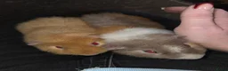 Guinea Pig rodents for sale: Guinea pigs  - Advert 6