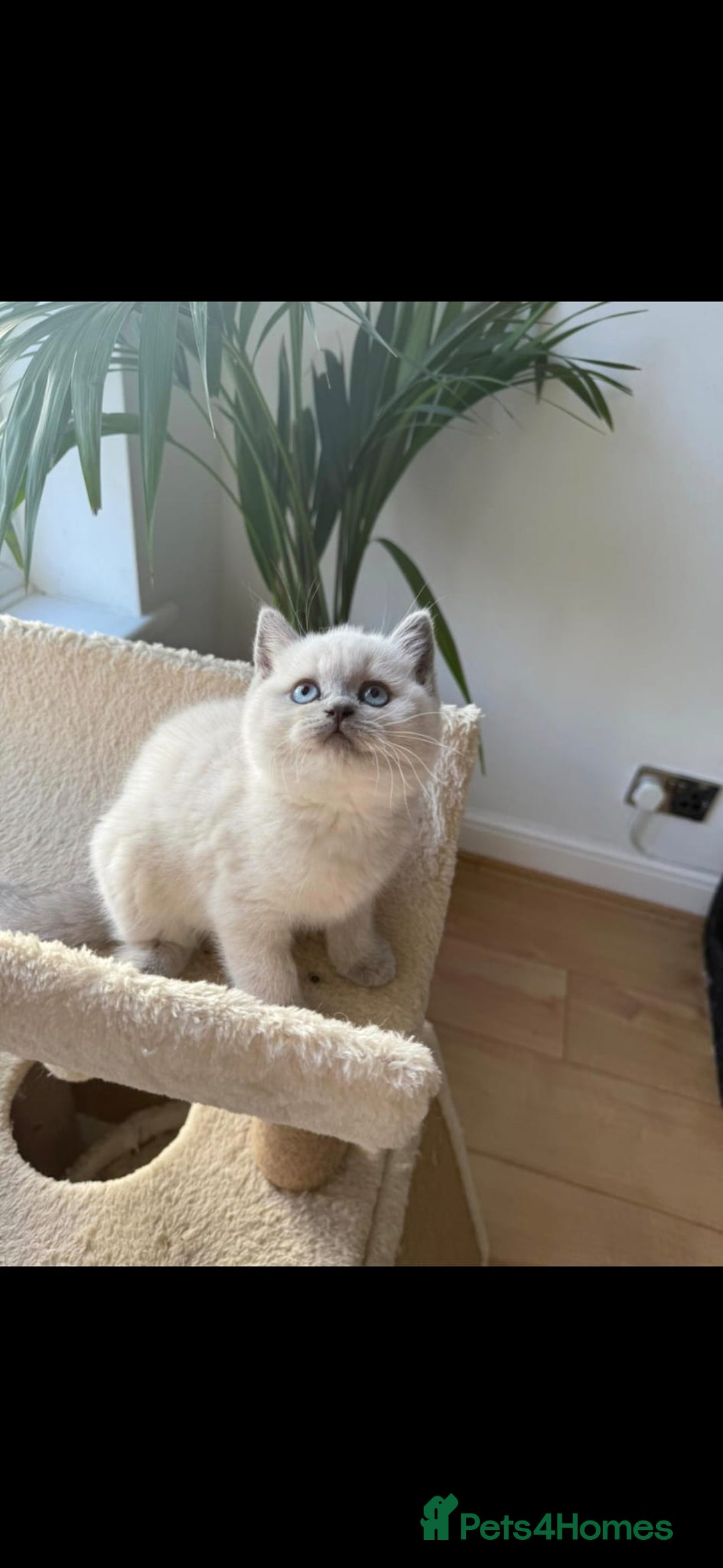 British Shorthair cats for sale: British Shorthair Kittens - Image 8