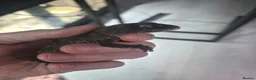 Gecko reptiles for sale: 1.1 Nephrurus asper – Rough Knob-Tailed Gecko | CB - Advert 8