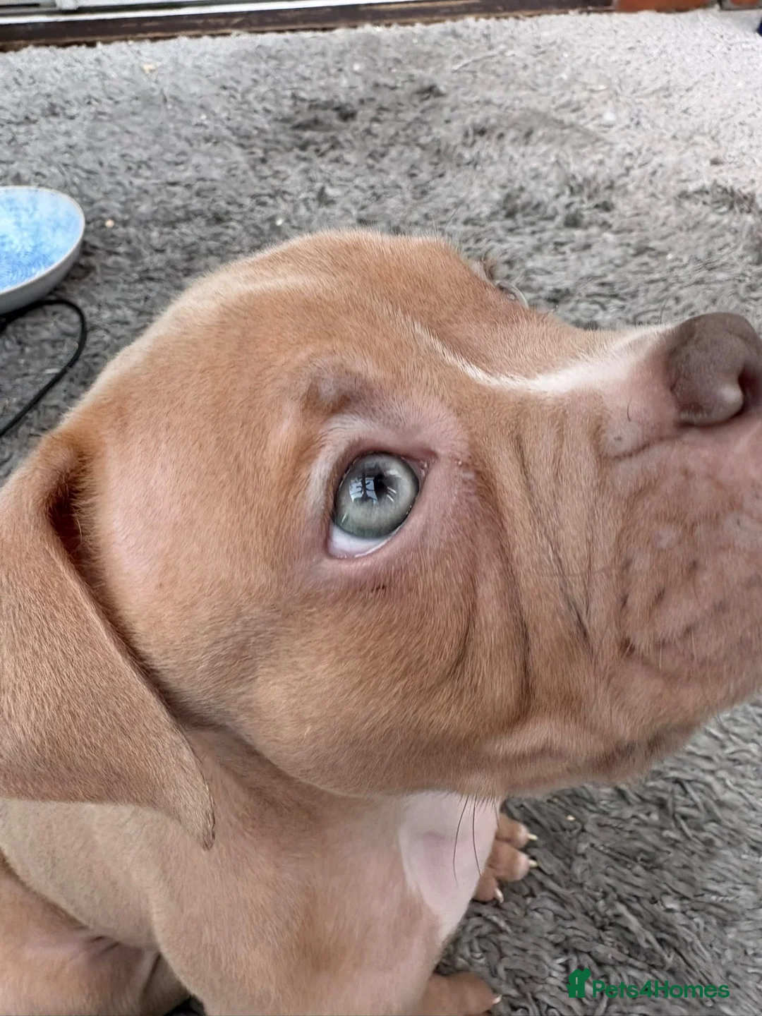 Shorty Bull dogs for sale: One short bull male  - Advert 3