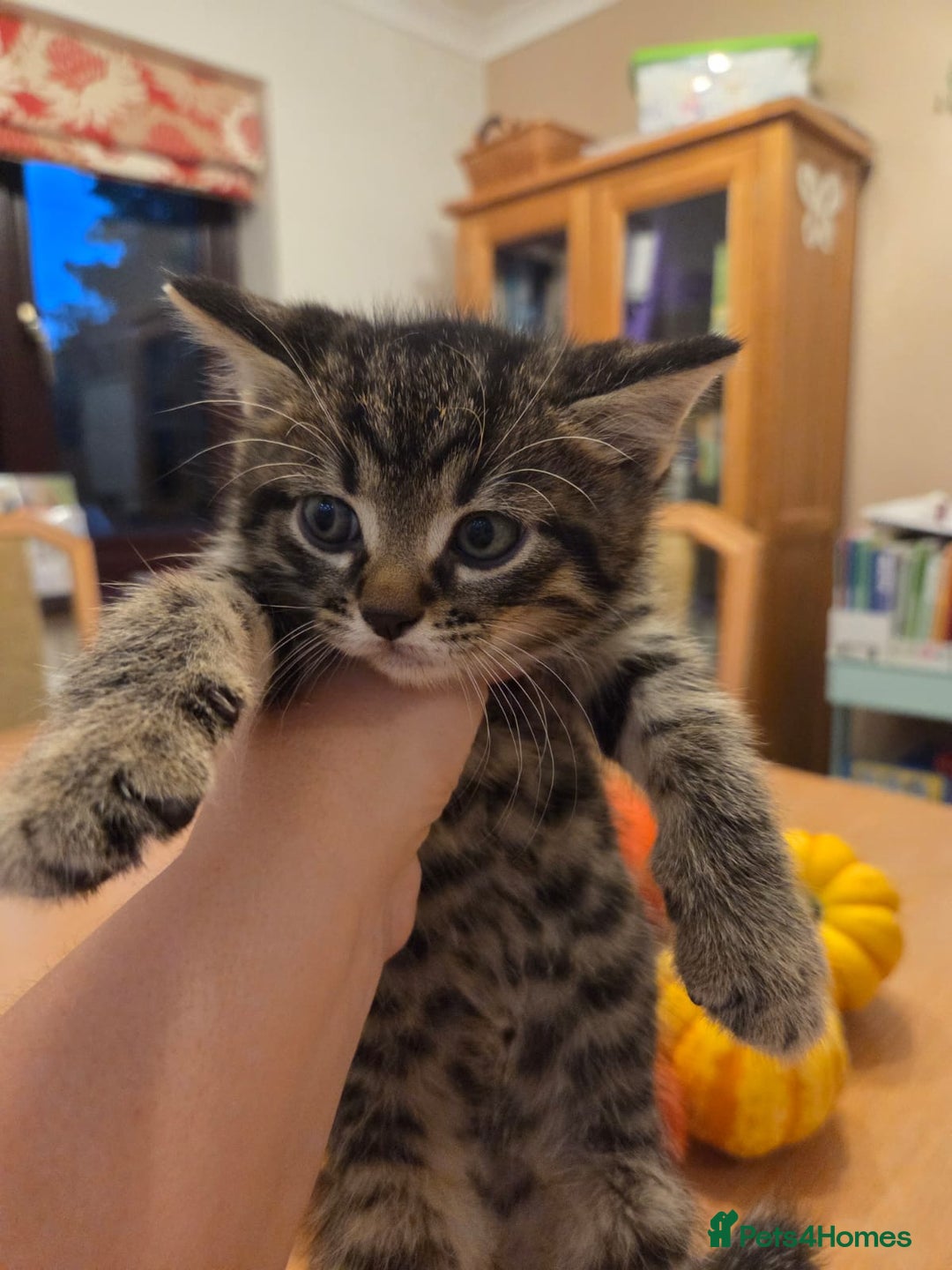 Persian cats for sale: Persian Cross tabby kittens for sale - Image 9