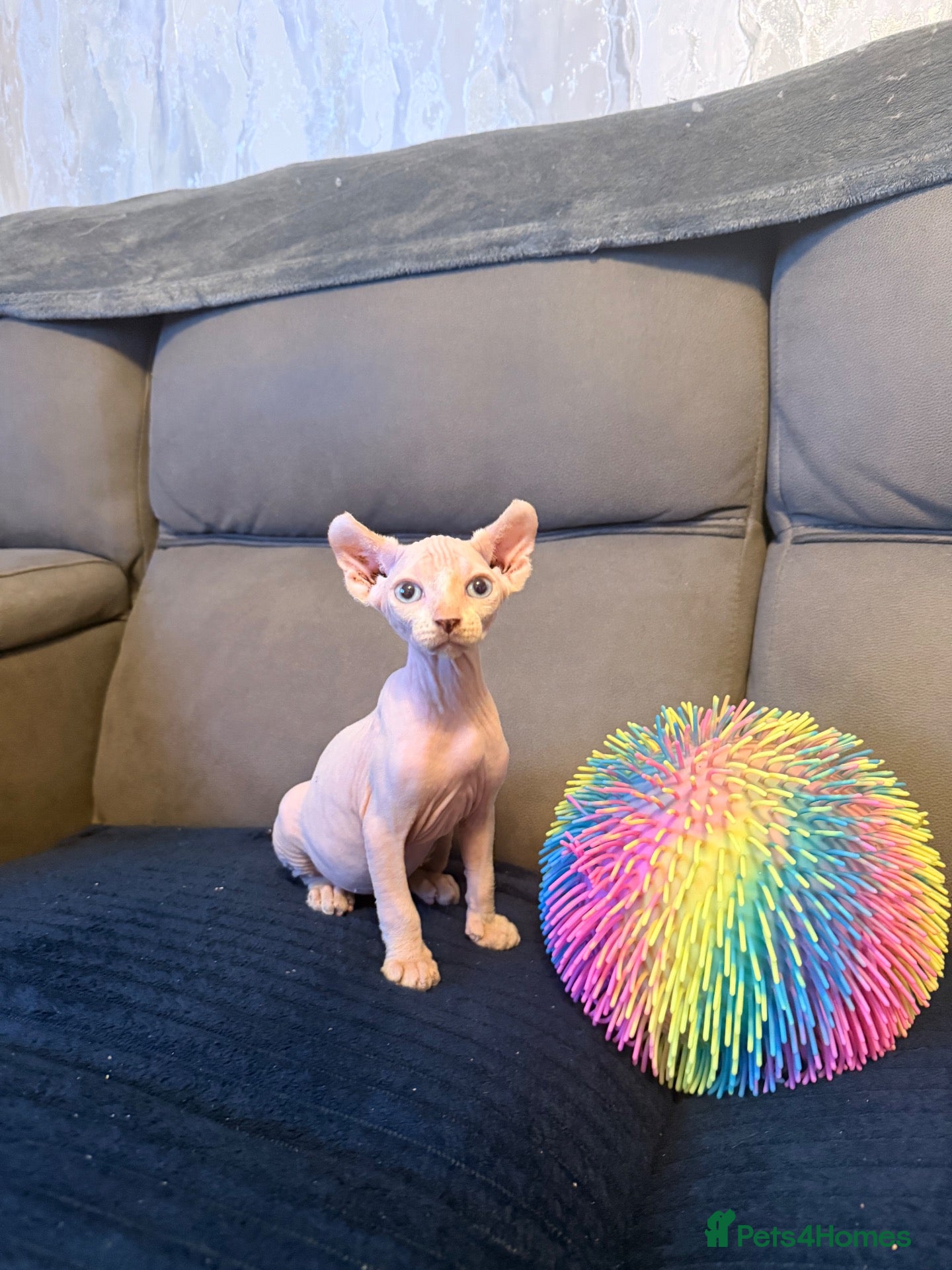 Sphynx cats 5 beautiful sphinxes looking for a loving home. - Advert 1