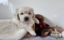 Golden Retriever dogs for sale: Golden retriever puppy's  - Image 7