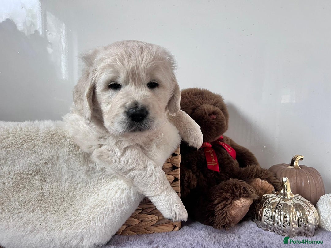 Golden Retriever dogs for sale: Golden retriever puppy's  - Image 7