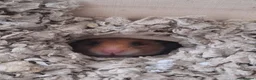 Hamster rodents for sale: Syrian hamster in Uxbridge - Advert 1