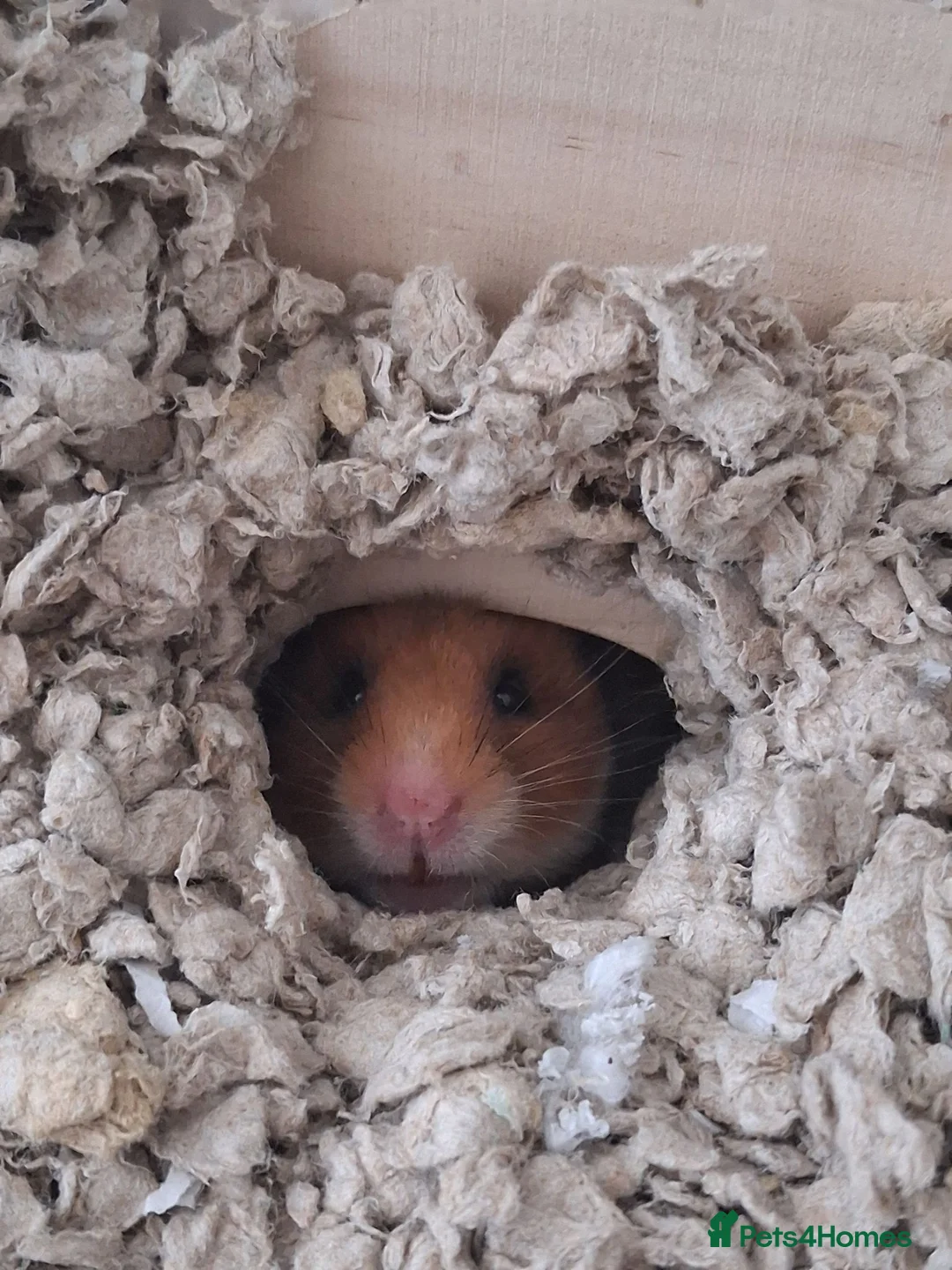 Hamster rodents for sale: Syrian hamster in Uxbridge - Advert 1
