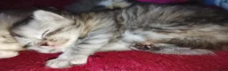 Maine Coon cats for sale: Our beautiful babies have been born! - Advert 11