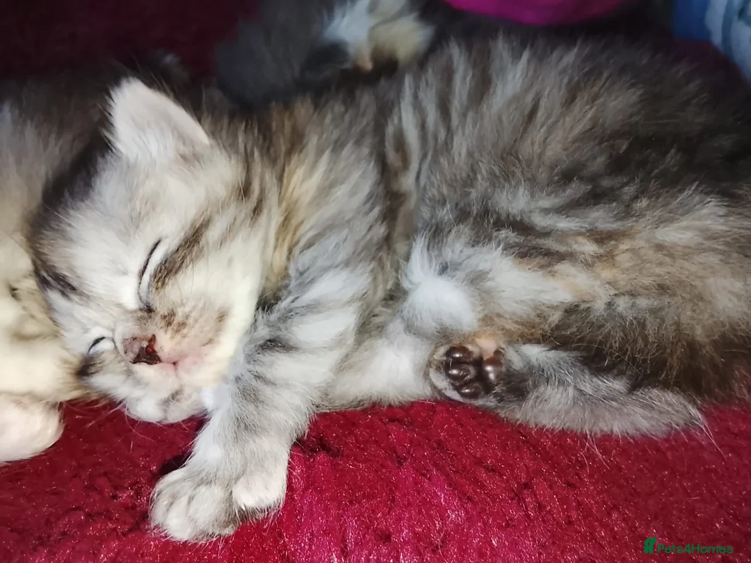 Maine Coon cats for sale: Our beautiful babies have been born! - Advert 11