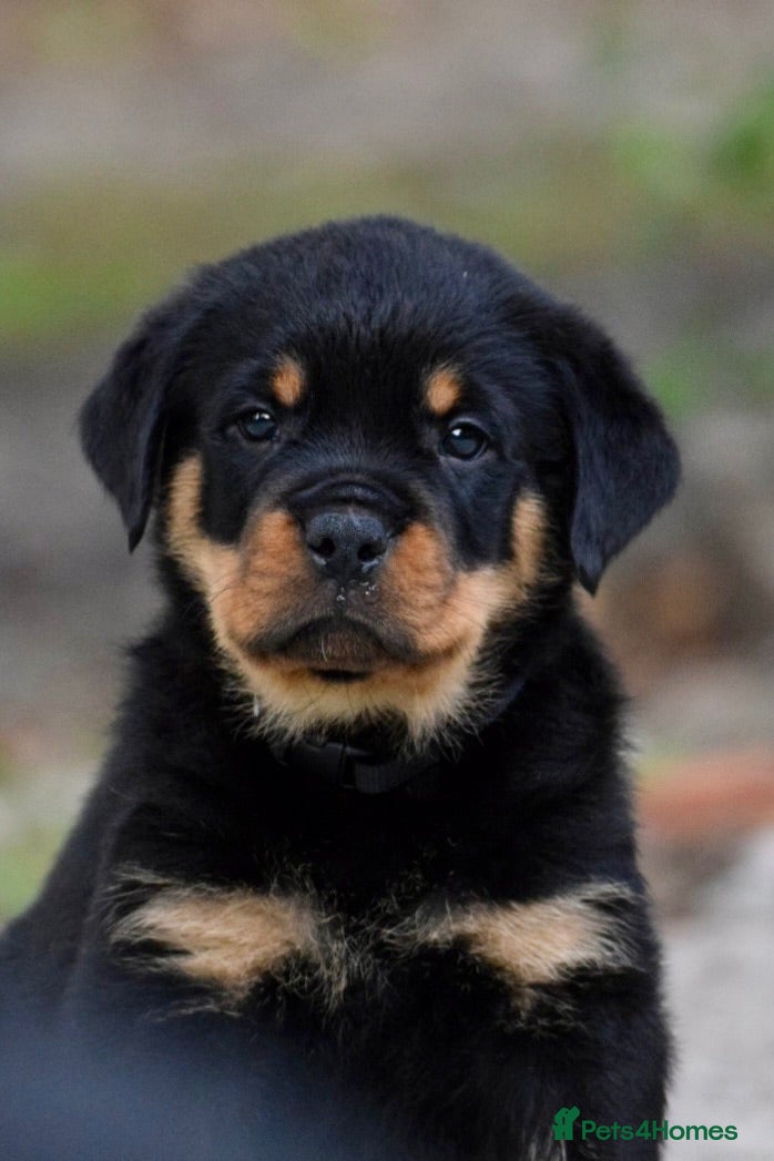Rottweiler dogs Phenomenal old fashioned, health tested bloodlines - Advert 1