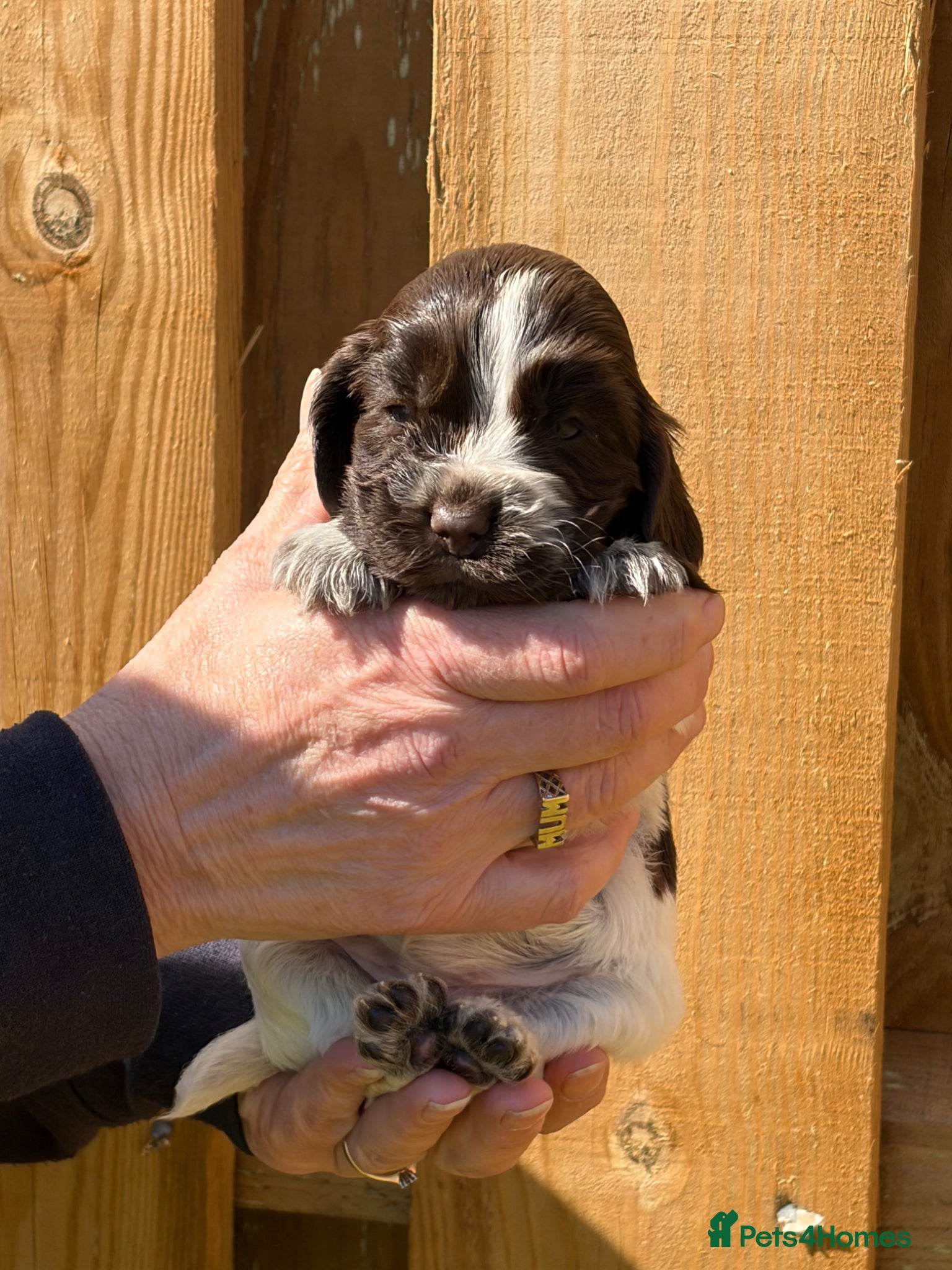 Cocker Spaniel dogs 4 left available Serbia import lines SHOW cockers  - Advert 4