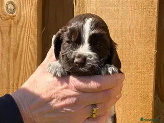 Cocker Spaniel dogs 4 left available Serbia import lines SHOW cockers - Advert 1