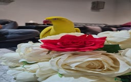 Ringnecks birds for sale: Fully Tame TALKATIVE Lutino ringneck - Image 1