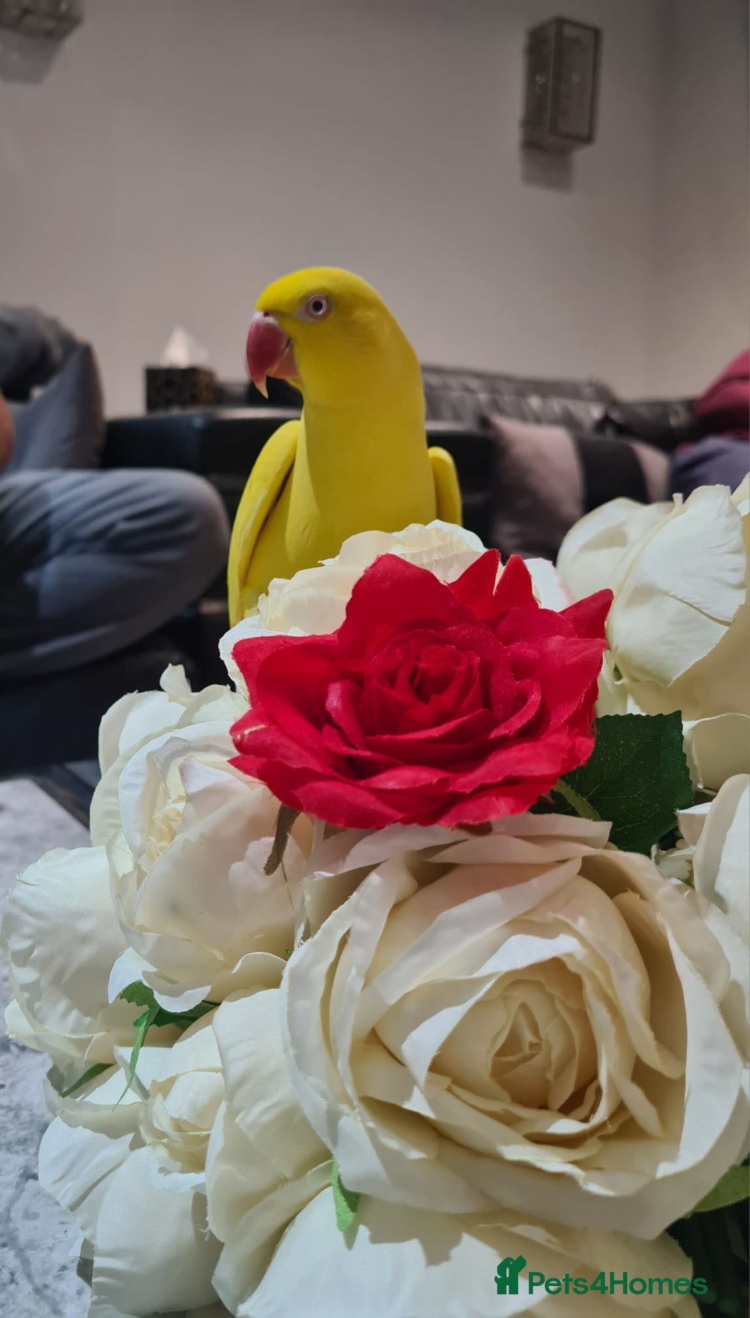 Ringnecks birds for sale: Fully Tame TALKATIVE Lutino ringneck - Image 1