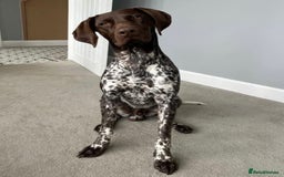 German Shorthaired Pointer dogs for sale: Exceptionally Well Bred German Shorthair Pointer  - Image 10
