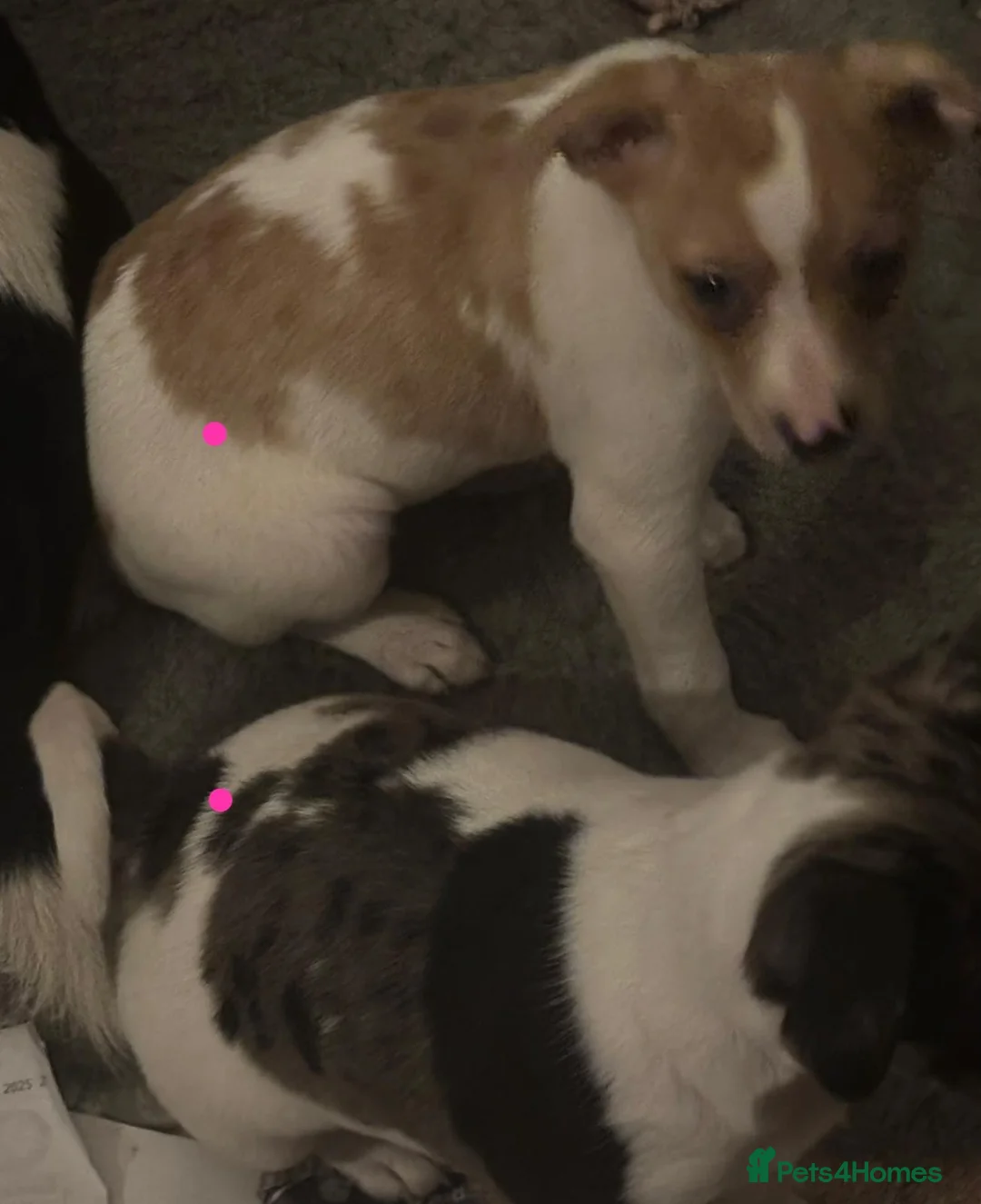 Jack Russell dogs for sale: Jack Russel pups  - Advert 5