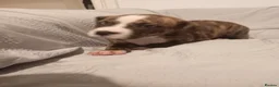 Mixed Breed dogs for sale: Beautiful mixed breed puppies - Advert 22