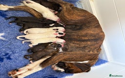 Boxer dogs for sale: White boxer puppies for sale  - Image 3