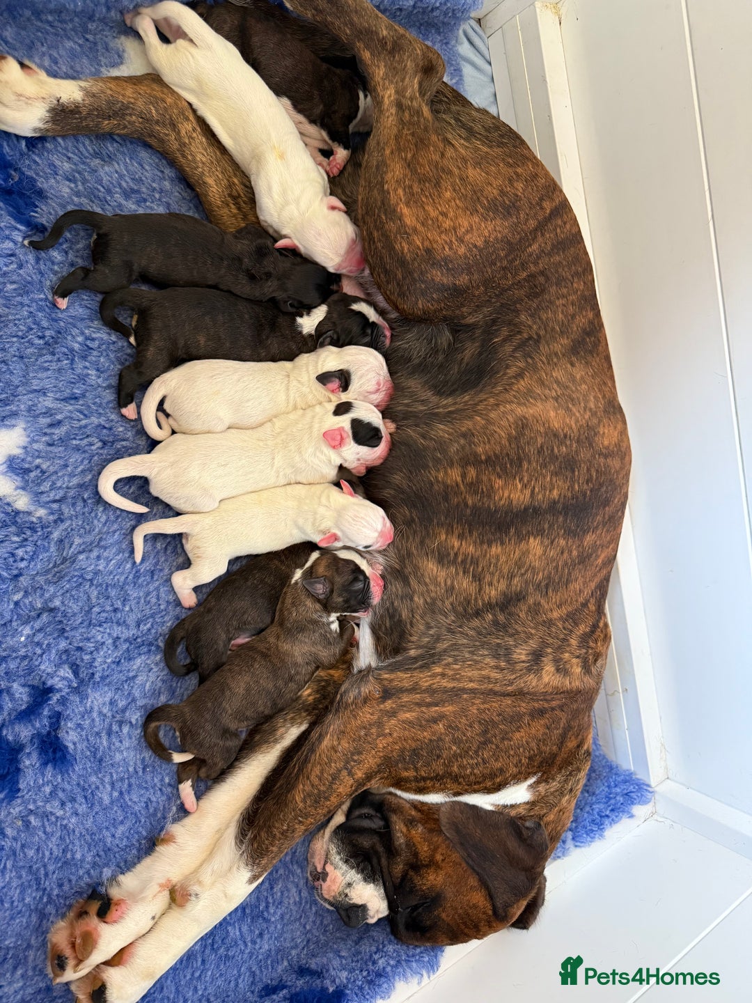 Boxer dogs for sale: White boxer puppies for sale  - Image 3