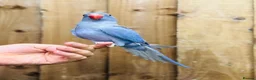 Ringnecks birds for sale: Indian ringneck  - Advert 4