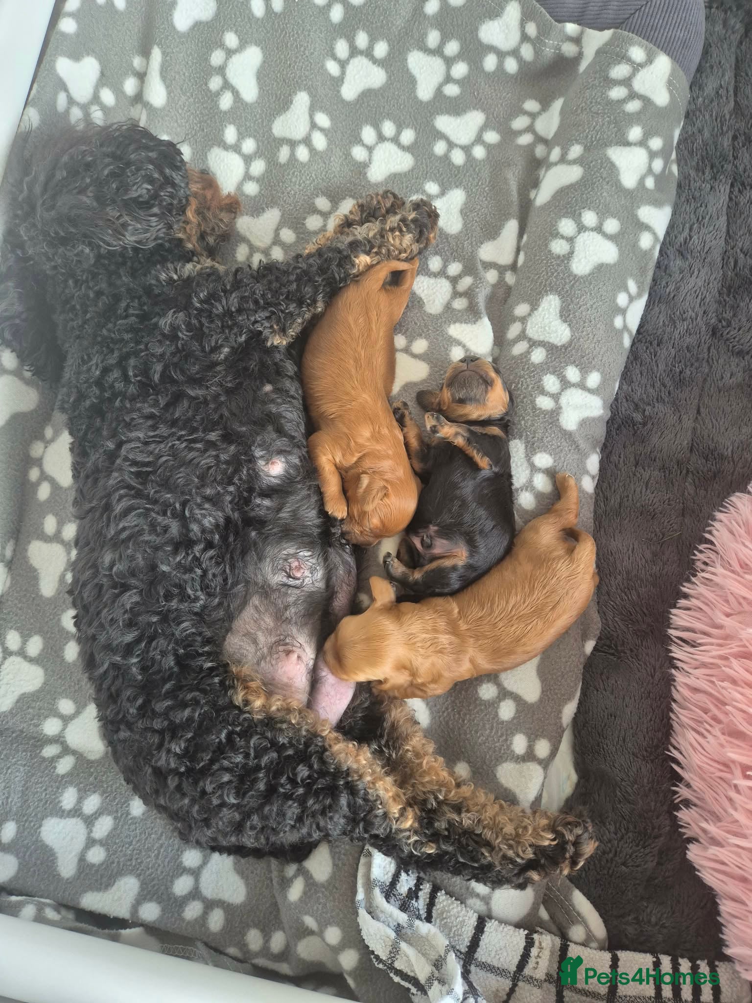 Cavapoo dogs for sale: Cavapoo puppies-deposits taken on all 3 - Advert 12