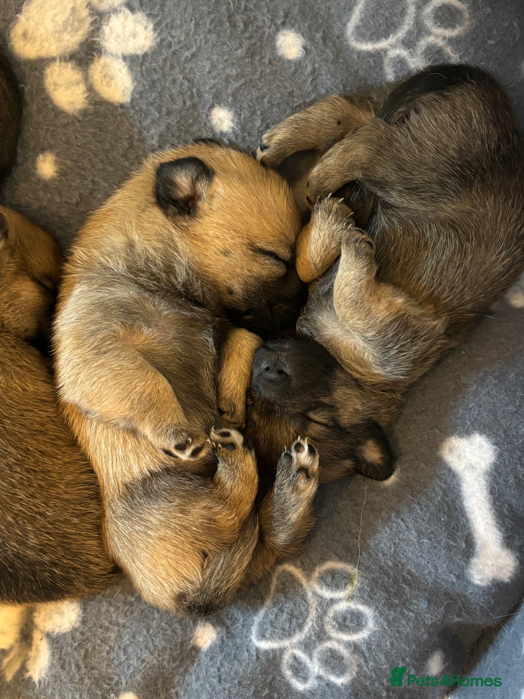 Mixed Breed dogs for sale: Jackaranian puppies - Advert 13