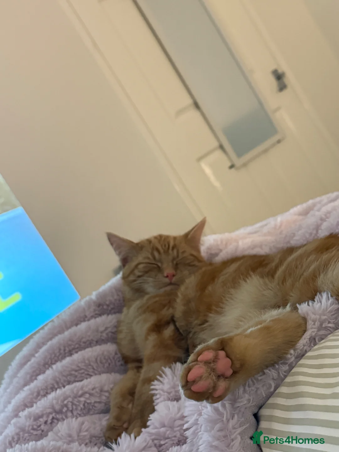 Domestic Shorthair cats for sale: Male 10 Month old Kitten in Dundee - Advert 2