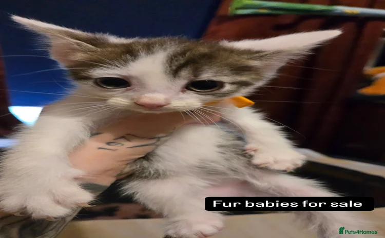 Mixed Breed cats - Advert 7