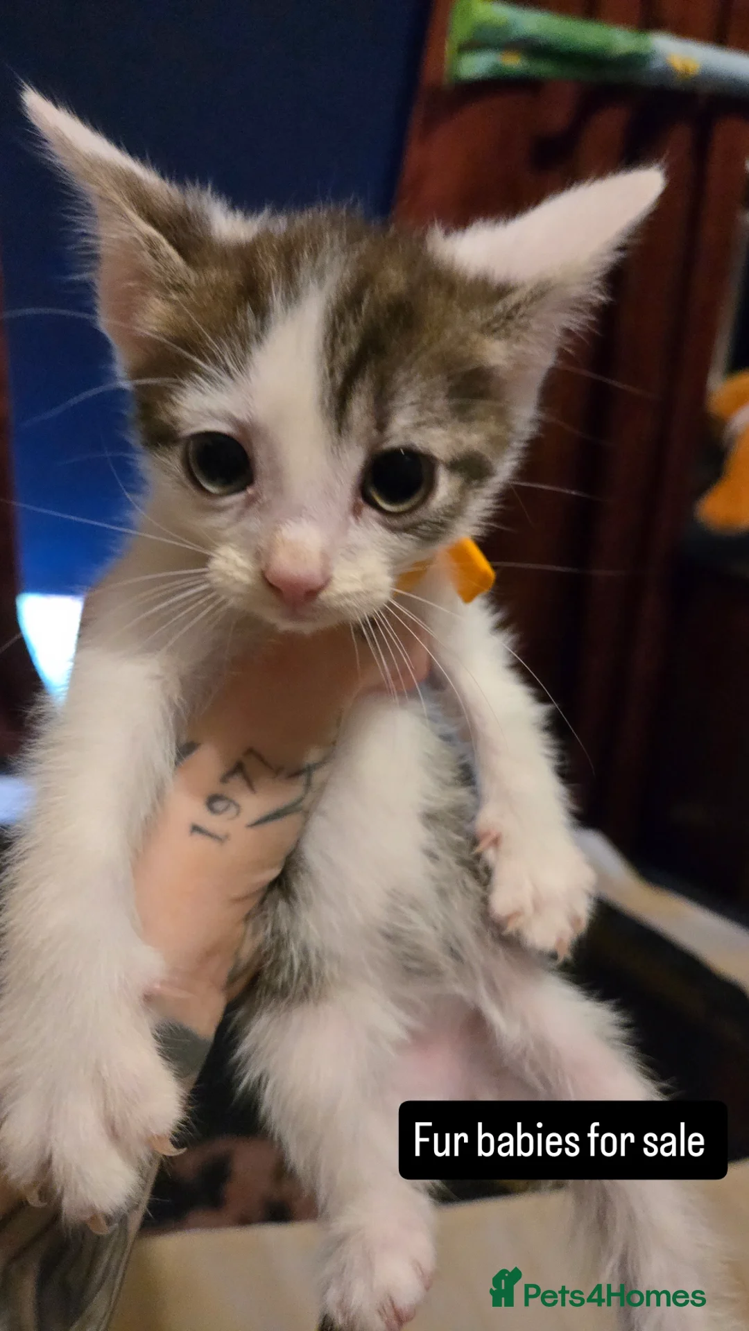 Mixed Breed cats for sale: Black / Tabby and White kittens - Image 1