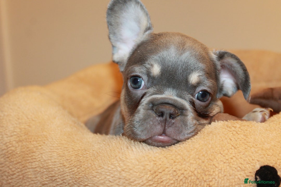 French Bulldog dogs for sale: ULTRA RARE - RAINBOW LITTER NON FLUFFY FRENCHIES - Advert 16