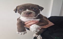 Mixed Breed dogs for sale: Beautiful Puppies–AmStaffy x Olde English Bulldog - Image 5
