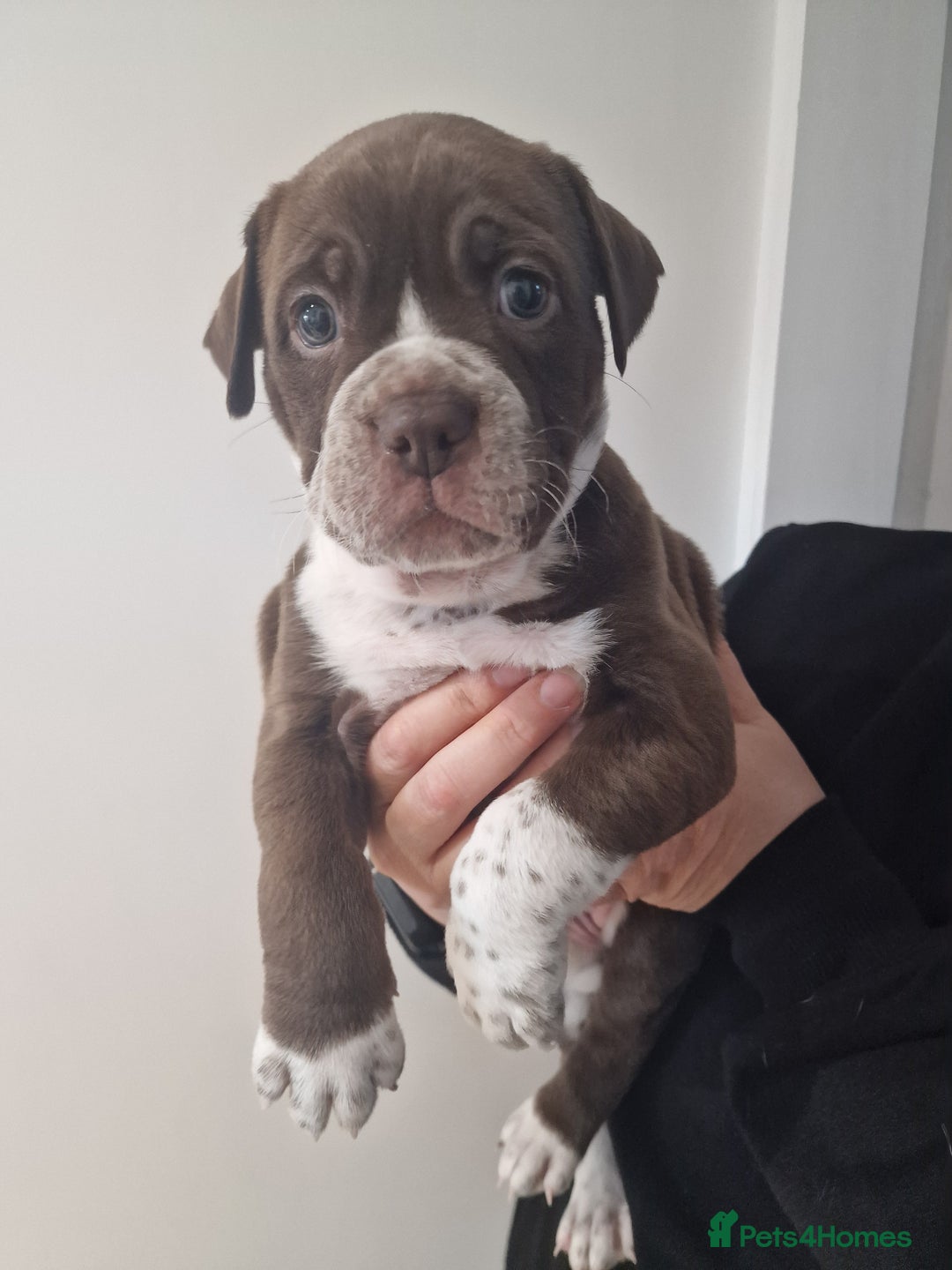 Mixed Breed dogs for sale: Beautiful Puppies–AmStaffy x Olde English Bulldog - Image 5