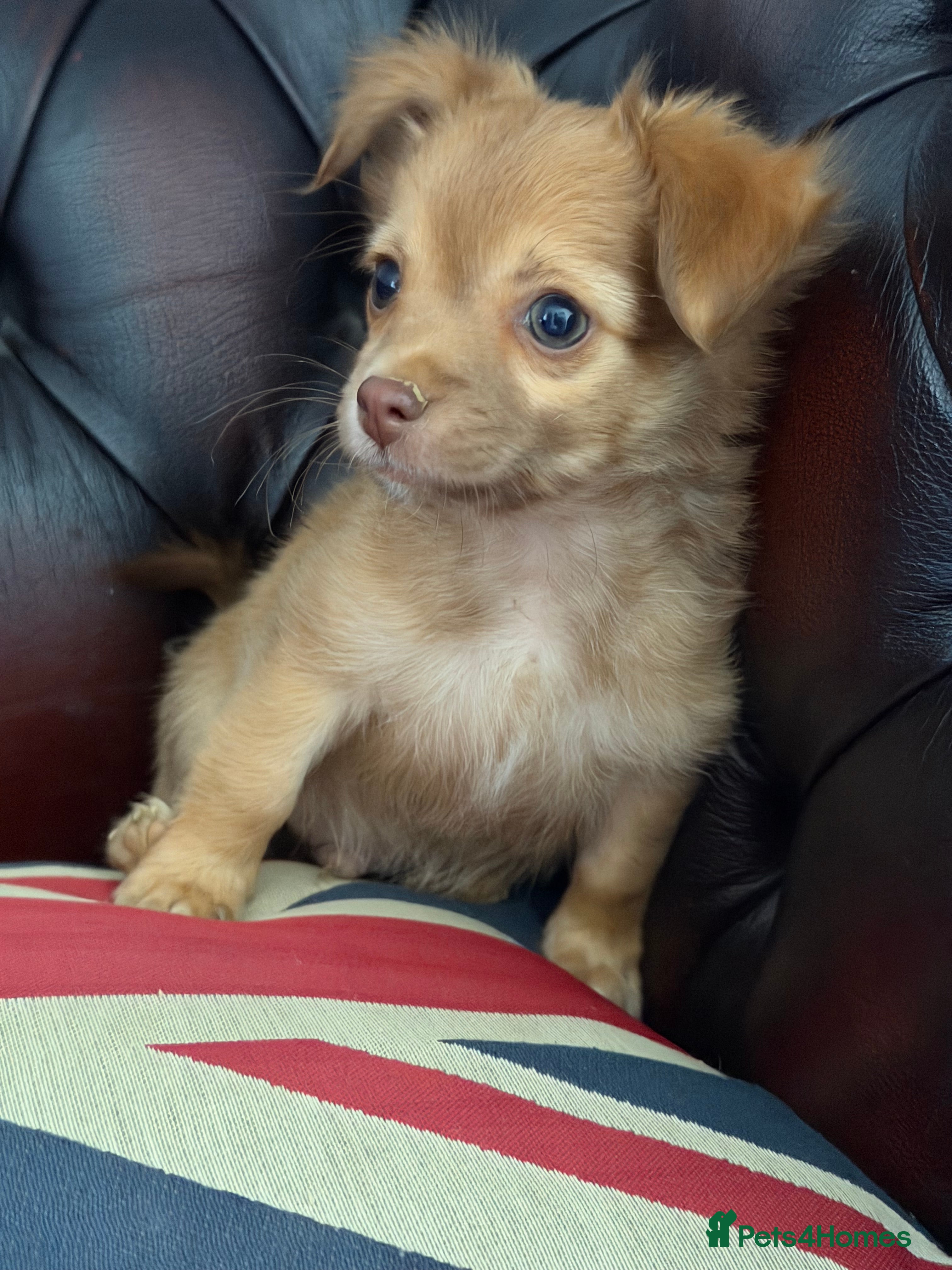 Chihuahua dogs Four gorgeous Chihuahua puppies - Advert 5