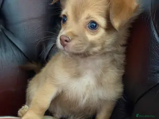 Chihuahua dogs Four gorgeous Chihuahua puppies - Advert 5