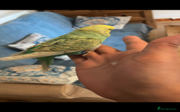 Mixed Breed birds for sale: Cute Birds - Image 11