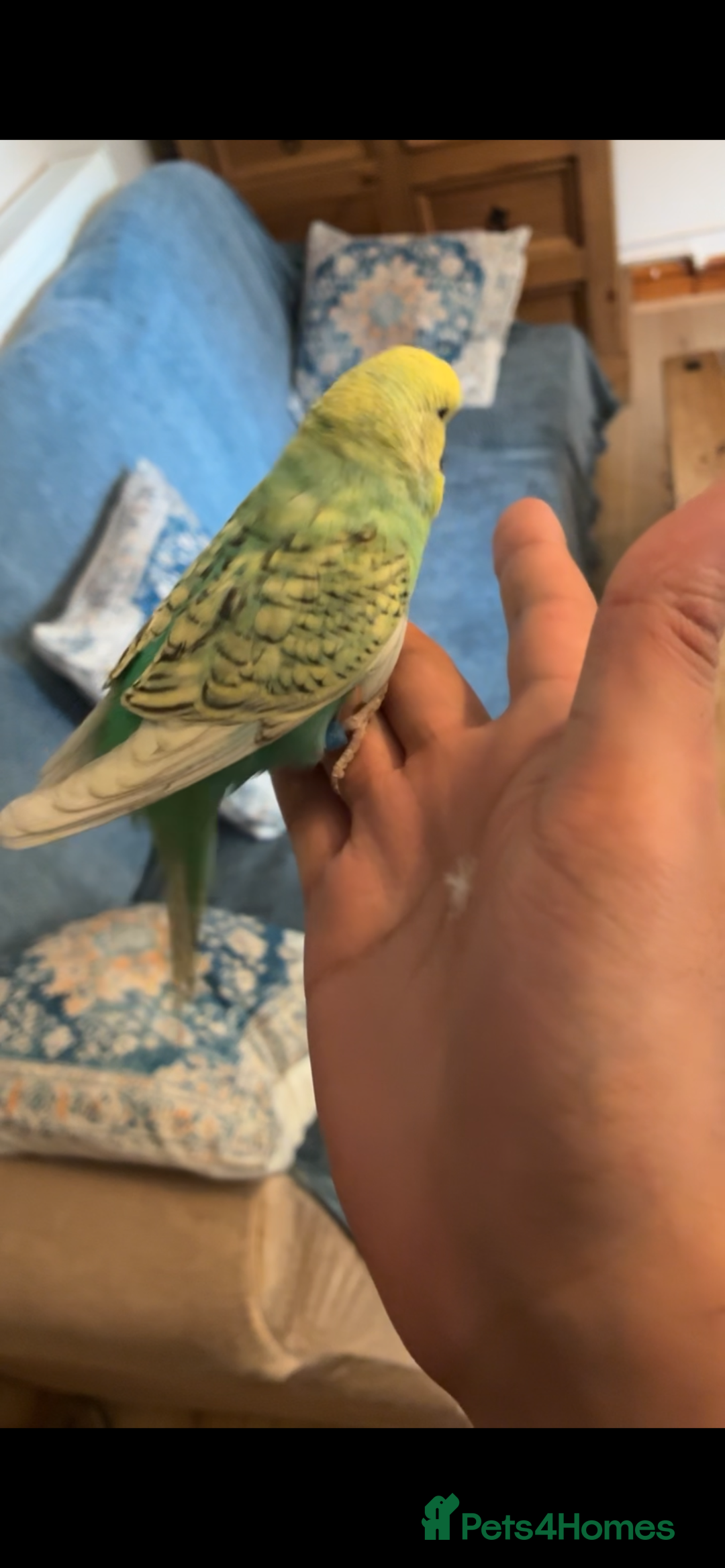 Mixed Breed birds for sale: Cute Birds - Image 11