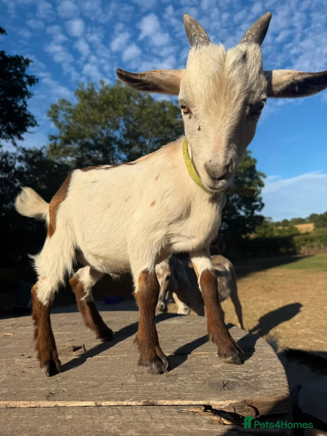 Goats livestock for sale: 2x Pygmy billy goats kids  in Leicester - Advert 7