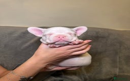 French Bulldog dogs for sale: French bulldog pups  - Image 8