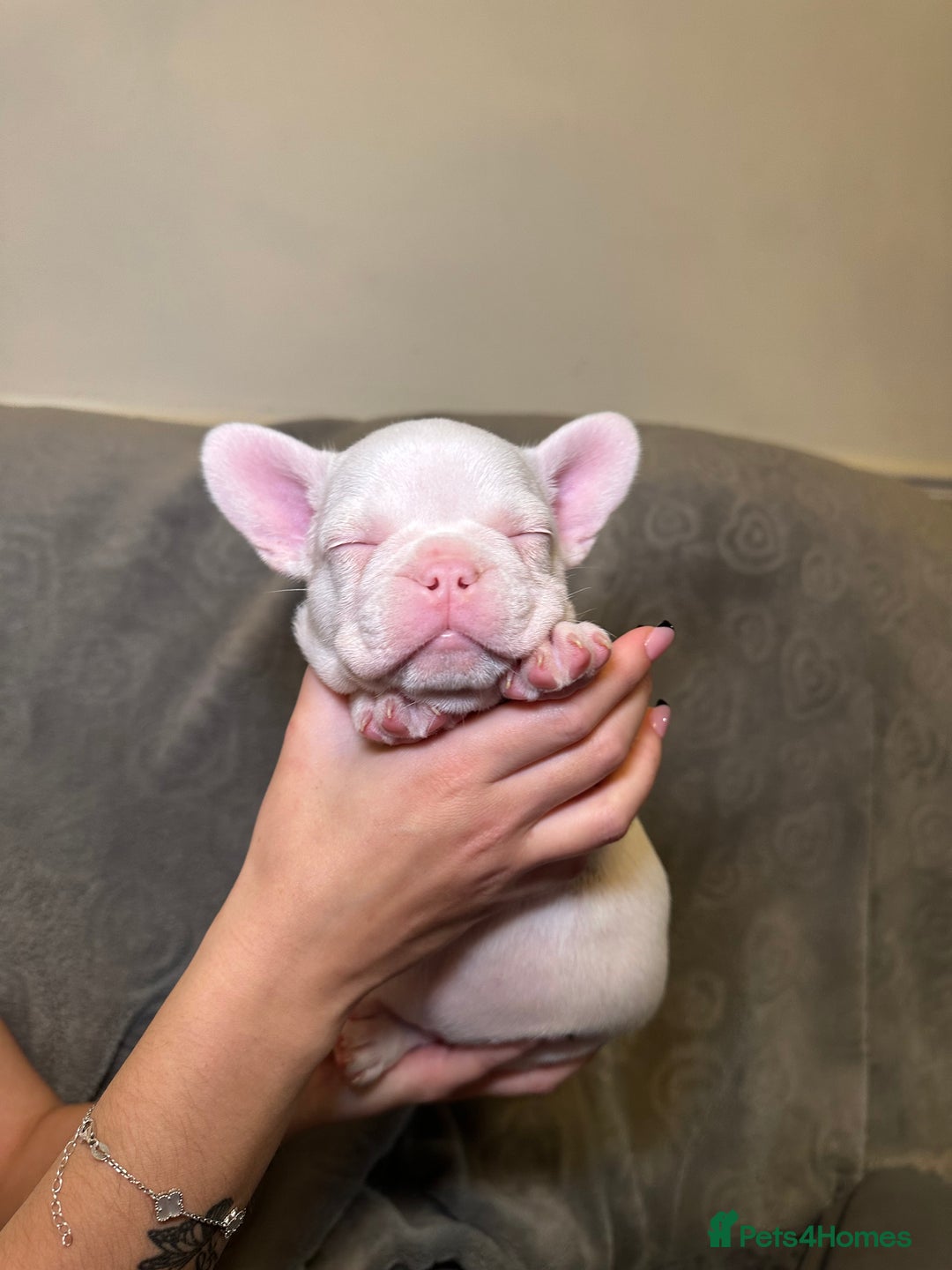 French Bulldog dogs for sale: French bulldog pups  - Image 8