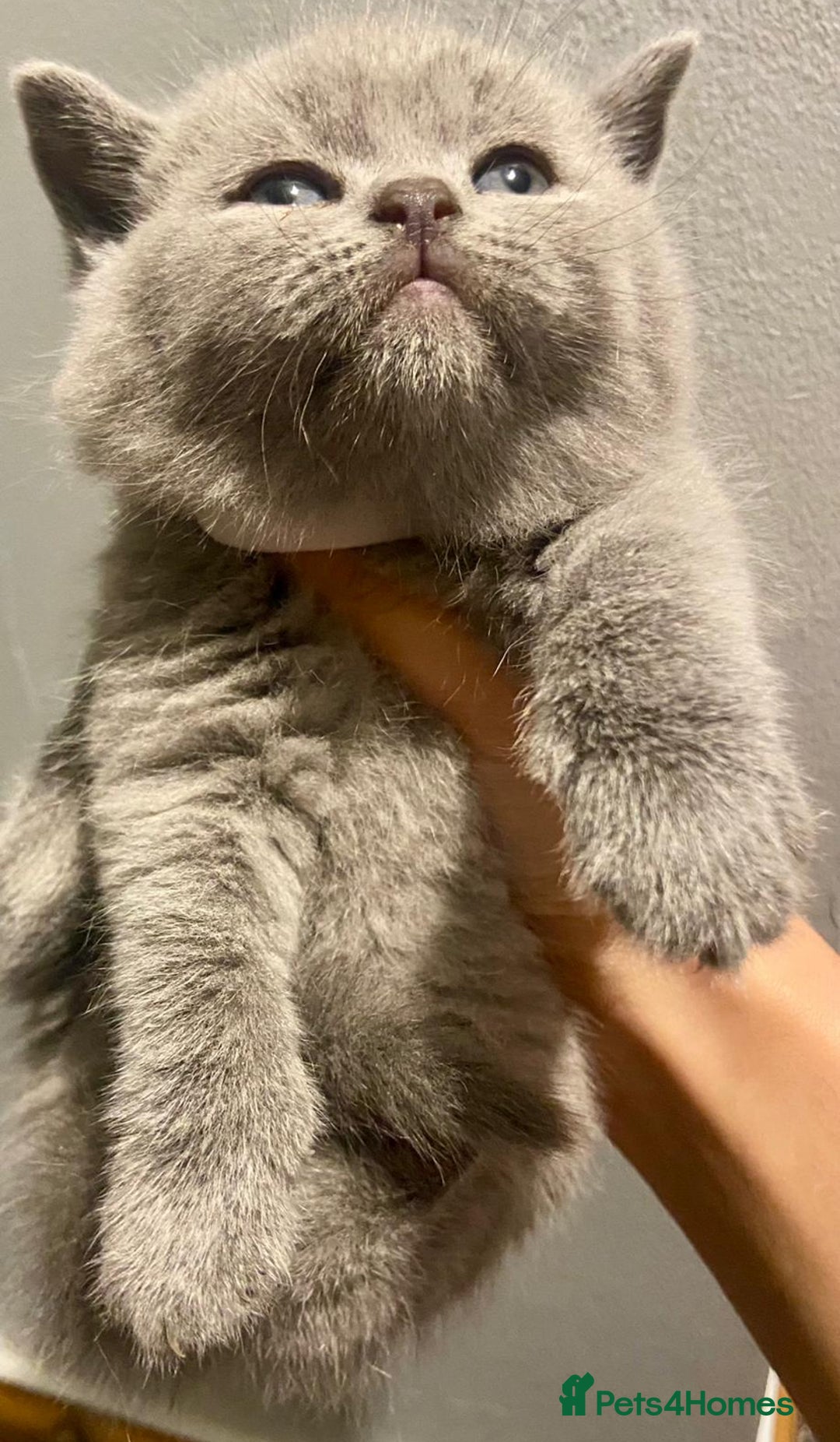 British Shorthair cats for sale: BRITISH SHORTHAIR KITTENS!!! 🐾🐾😻😻 - Advert 11