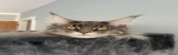 Maine Coon cats for sale: Retired Stud - Advert 3