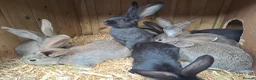 Continental Giant rabbits for sale: 10KG, Brc, show quality kits. MASSIVE  - Advert 7