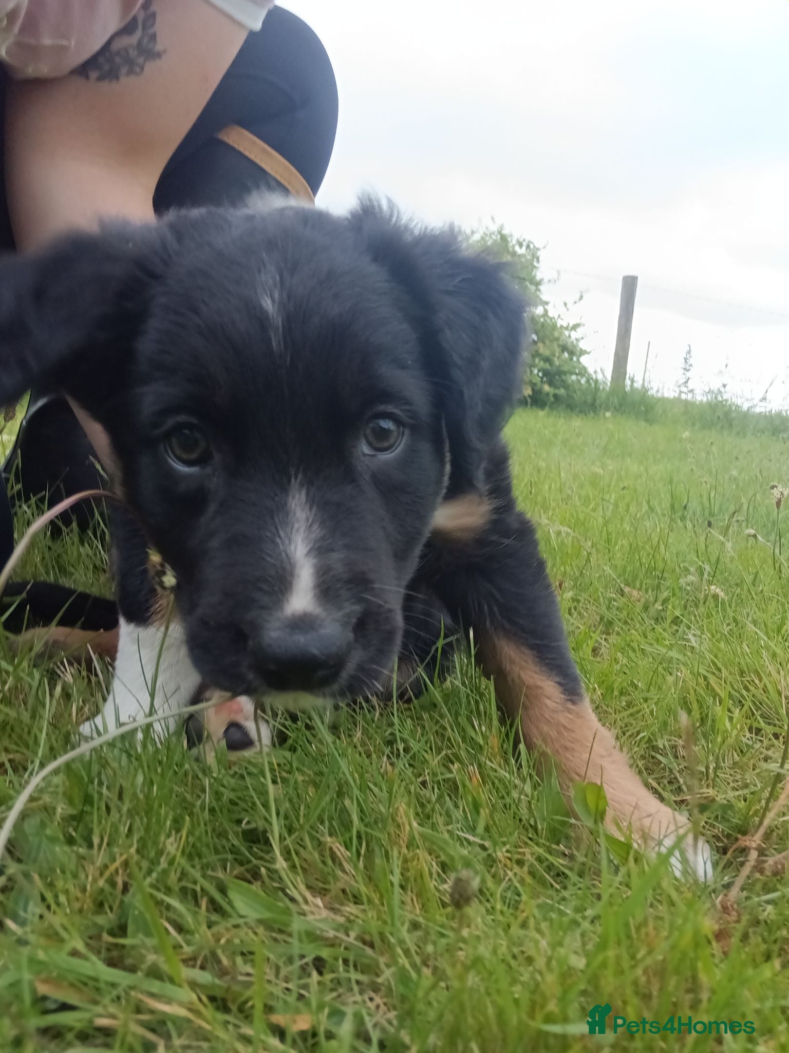 Mixed Breed dogs Kelpie x puppy  - Advert 10