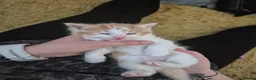 British Longhair cats for sale: Stunning Female Ginger Kittens - Advert 8