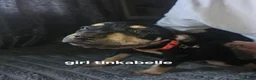 Mixed Breed dogs for sale: Saluki bull - Advert 11