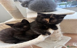 British Shorthair cats for sale: Rare Coloured British Shorthair kittens - Image 34